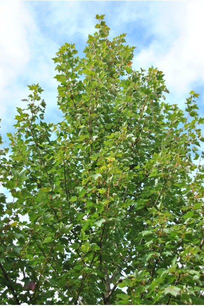 Пірамідальний клен червоний Феєрв’ю Флейм літом.